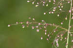 Cypress panicgrass